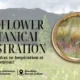 Art Workshop Q3 Wildflower & Botanical Illustration