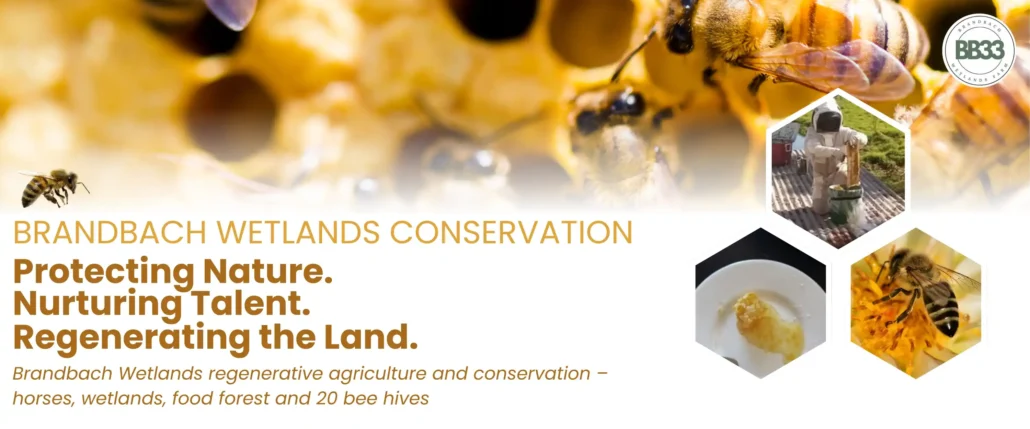 Brandbach Wetlands regenerative agriculture and conservation – beekeeping, horses, wetlands, food forest and 20 bee hives