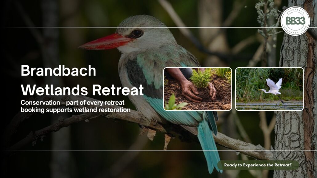 Brandbach Wetlands conservation – part of every retreat booking supports wetland restoration