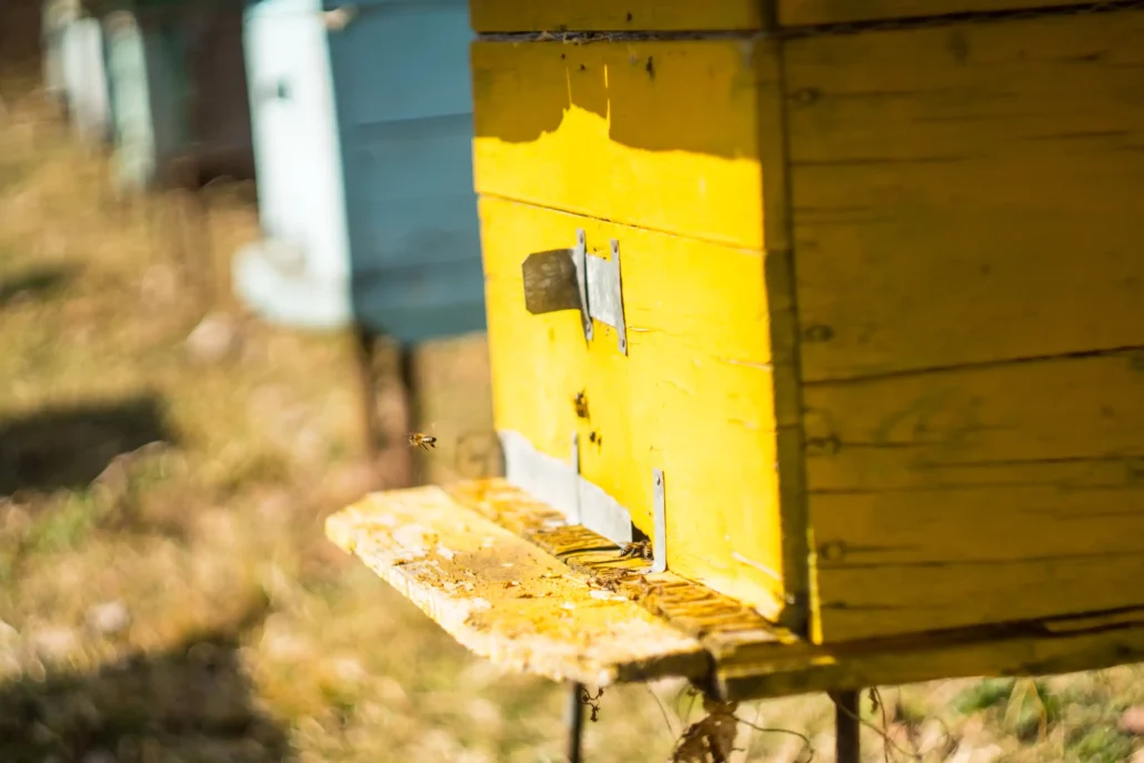 Support a Beehive – Become a Guardian Would you like to deepen your impact? Sponsor a bee box at Brandbach Wetlands